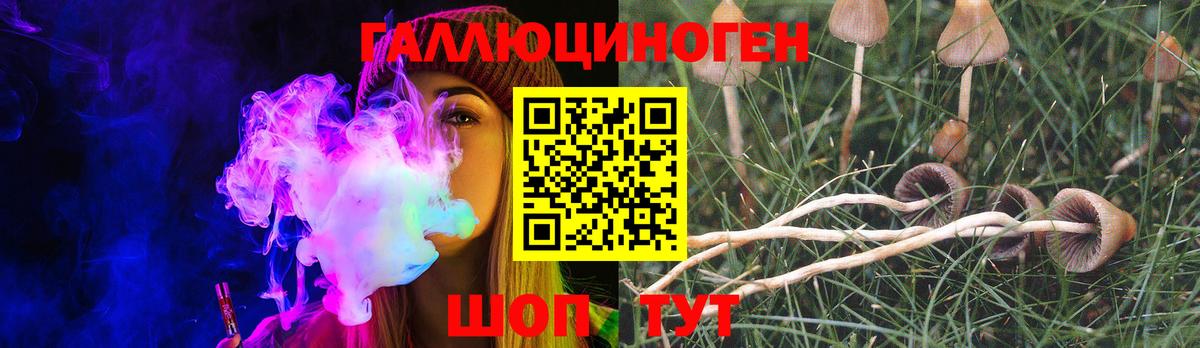 Тулун  Псилоцибиновые грибы GOLDEN TEACHER  Вход с VPN  Псилоцибиновые грибы Psilocybine cubensis 